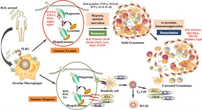 Tuberculosis: The success tale of less explored dormant Mycobacterium tuberculosis